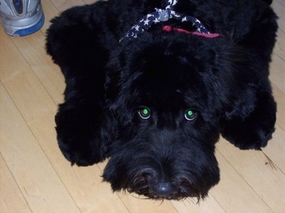 Close up - A black fluffy Whoodle dog is laying down on a hardwood floor and it is looking up. Its eyes are glowing green.